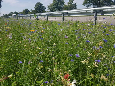 Blühstreifen an der B 17 zwischen Augsburg und Landsberg am Lech / Staatliches Bauamt Augsburg