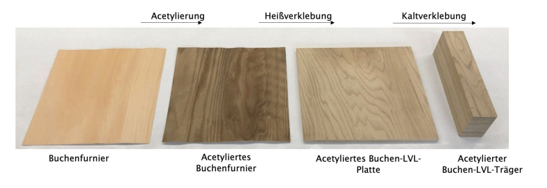 Zwischenstufen und Endprodukt: unbehandeltes Buchenfurnier, acetyliertes Buchenfurnier, acetyliertes Buchen-LVL, acetylierter Buchen-LVL-Träger); Bild: Uni Göttingen/ M. Slabohm